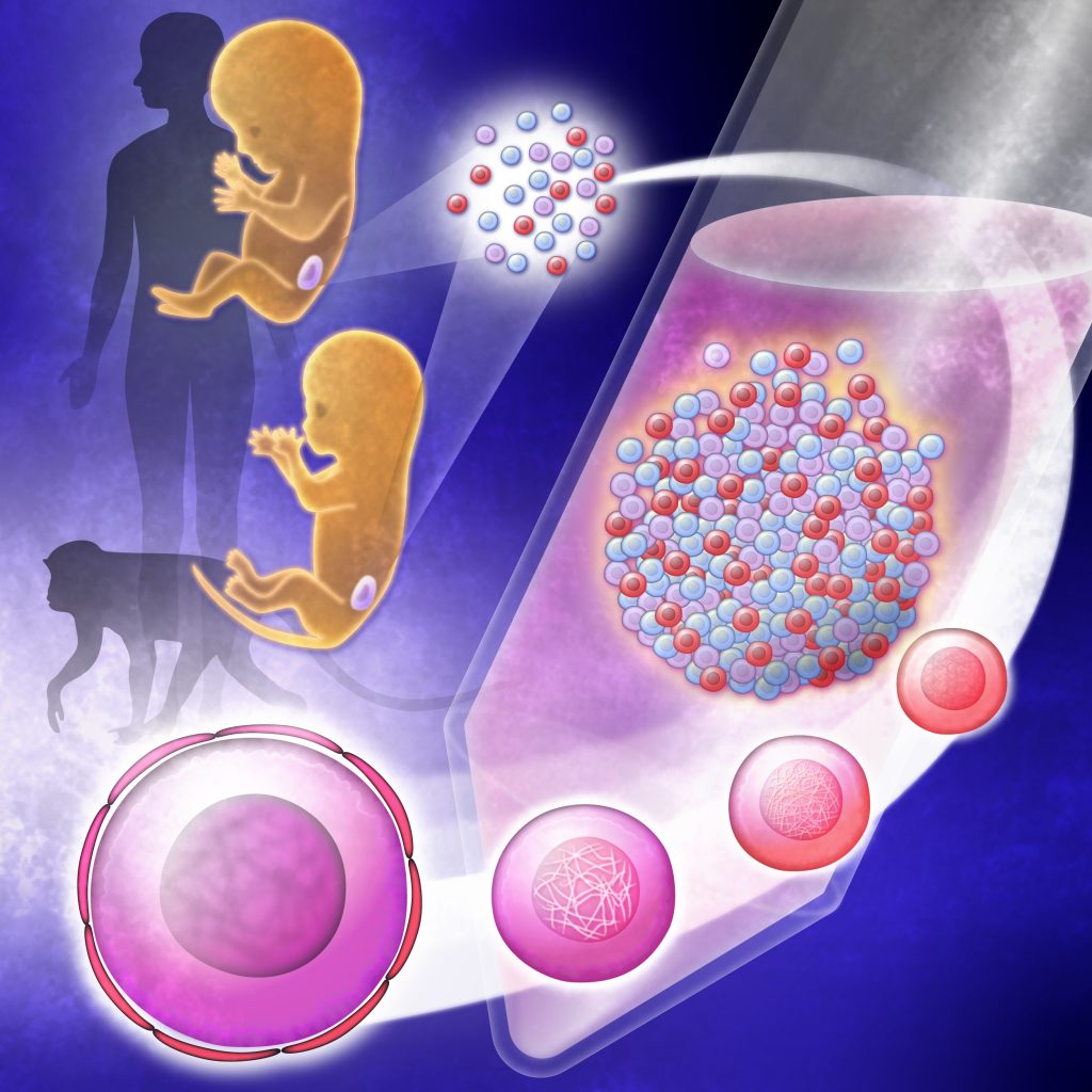 Where is the Egg at 3DPO bellabeat.com: Your Guide to Early Pregnancy Where is the Egg at 3DPO bellabeat.com: Your Guide to Early Pregnancy